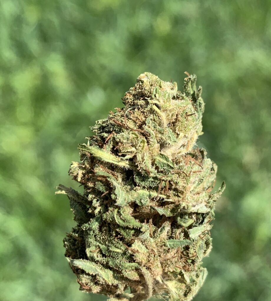 Dr. Strains Cherry Diesel Hemp Flower